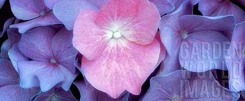 Hydrangea_Close_up_of_pink_and_mauve_coloured_flowers_growing_outdoor