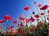 Poppy, Papaver, View from ground up at red coloured flowers against blue sky.