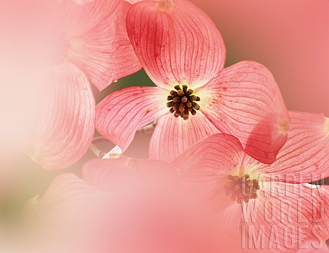 Dogwood_Close_up_of_red_blossoms_growing_outdoor