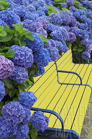 Bench_surrounded_with_blooming_Blue_Bonnet_hydrangea_Hydrangea_macrophylla