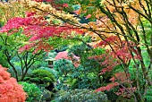 Japanese maple, Sculpture and autumnal colours at Portland Japanese Garden, Oregon, USA.