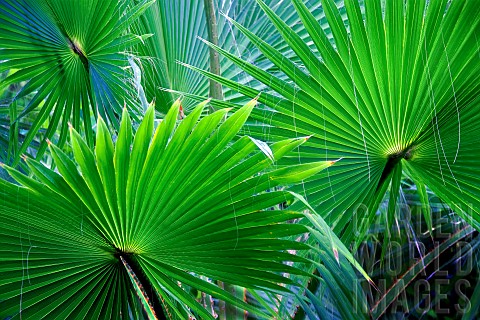 Close_up_of_palm_leaves_St_Thomas_US_Virgin_Islands