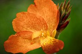 Punch Canna, Close up of Orange coloured flower.