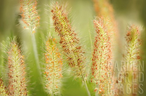 Close_up_of_Hameln_Fountain_Grass_growing_outdoor