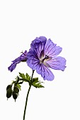 Geranium, Cranesbill,  Studio shot of single stem showing open purple flowers and buds.