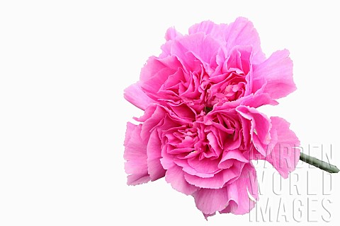 Carnation_Golem_Dianthus_caryophyllus_Golem_Studio_shot_of_single_pink_open_flower