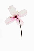 Clematis, Studio shot of single transparent pink flower viewed from behind.