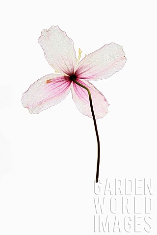 Clematis_Studio_shot_of_single_transparent_pink_flower_viewed_from_behind