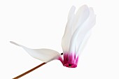 Cyclamen, Studio shot of single white flower with pink base to petals on stem.
