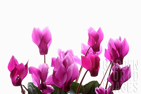 Cyclamen_Studio_shot_of_several_pink_flower_heads_on_stems