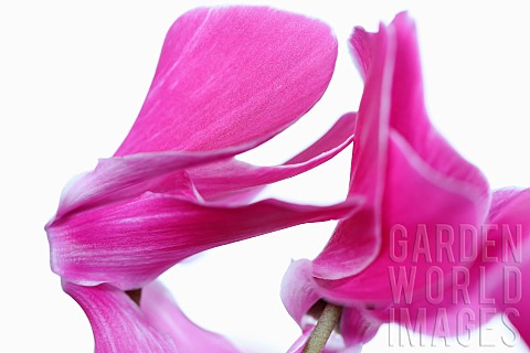 Cyclamen_Studio_shot_of_two_pink_flower_heads_close_up_and_abstract