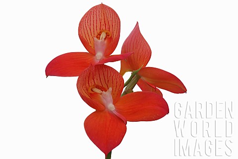 Orchid_Flower_of_the_gods_Disa_uniflora_Foam_Studio_shot_of_red_flowers_on_single_stem