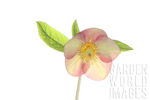 Hellebore_Helleborus_Studio_shot_of_peach_and_yellow_multicoloured_flower_head_on_stem