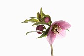 Hellebore, Helleborus, Studio shot of mottled dark pink flower head on stem.