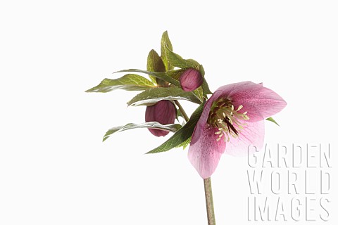 Hellebore_Helleborus_Studio_shot_of_mottled_dark_pink_flower_head_on_stem