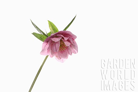 Hellebore_Helleborus_Studio_shot_of_pink_flower_head_on_stem