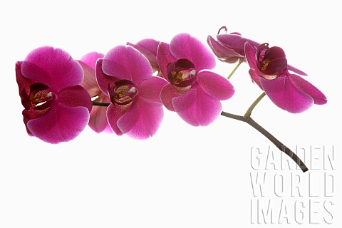 Orchid_Moth_orchid_Phalaenopsis_Studio_shot_of_several_pink_open_flower_heads_on_horizontal_stem