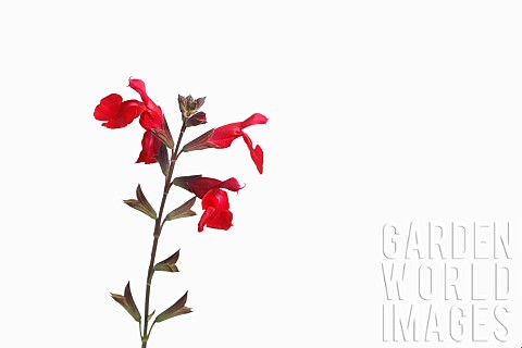 Sage_Scarlet_sage_Salvia_splendens_Studio_shot_of_red_flowers_and_buds_on_a_vertical_stem