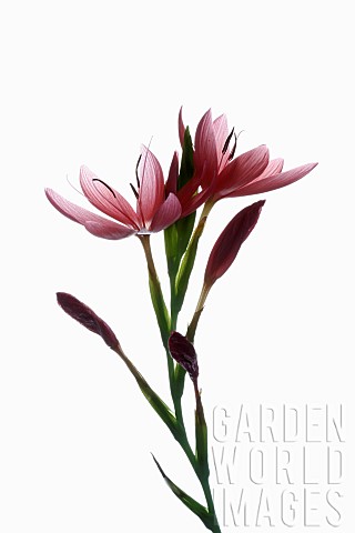 Kaffir_lily_Hesperantha_coccinea_Studio_shot_of_open_and_emerging_pink_flowers_on_a_vertical_stem