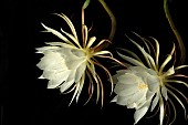 Cactus, Orchid cactus, Epiphyllum cultivar, Flower of the Night,  Exootic white flowers against a black background.