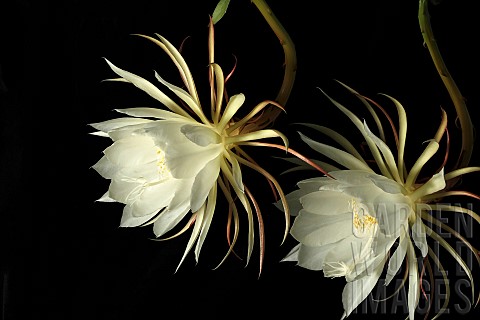 Cactus_Orchid_cactus_Epiphyllum_cultivar_Flower_of_the_Night__Exootic_white_flowers_against_a_black_