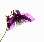Aquilegia, Columbine, Single stem of plant with slightly dropped pale purple head set against a pure white background.