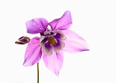 Aquilegia, Columbine, Single stem of plant with pale purple head set against a pure white background.