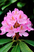 Rhododendron, Rhododendron Rosy Dream flower head in full bloom growing outdoor. 3277 Rhododendron Rhododendron Rhododendron cultivar  Rhododendron Rosy Dream flower head in full bloom against a leaf and dark background Rhodoendron Rosy Dream