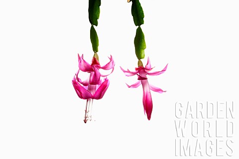 Cactus_Christmas_cactus_Schlumbergera_buckleyi_Studio_shot_of_pink_flowers