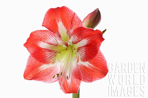 Amaryllis_Amaryllidaceae_Hippeastrum_deep_pink_flower_heads_on_stem_against_a_pure_white_background
