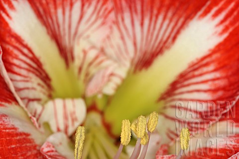 Amaryllis_Amaryllidaceae_Hippeastrum_front_view_close_up_of_open_flower_head_showing_stamen