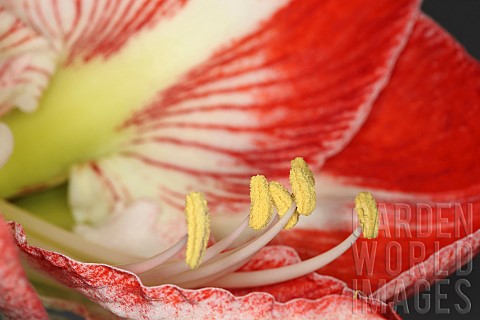 Amaryllis_Amaryllidaceae_Hippeastrum_close_up_of_open_flower_head_showing_filaments_and_stamen