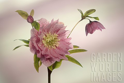Hellebore_Open_flower_head_on_a_stem_with_a_bud_and_second_flower_in_side_view