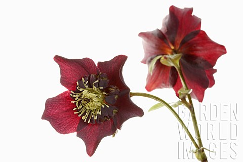 Hellebore_Open_black_hellebore_flower_head_on_a_stem_with_a_second_flower_in_back_view_against_a_pur