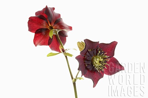 Hellebore_Open_black_hellebore_flower_head_on_a_stem_with_a_second_flower_in_backview_against_a_pure