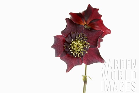 Hellebore_Open_black_hellebore_flower_head_on_a_stem_with_a_second_flower_in_back_view_against_a_pur