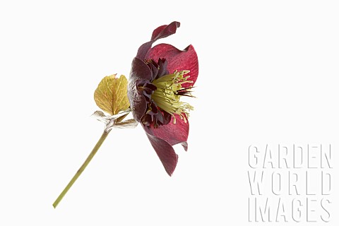 Hellebore_Open_black_hellebore_flower_head_on_a_stem_in_side_view_with_a_second_flower_in_back_view_