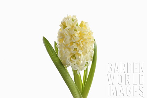 Hyacinth_Hyacinthus_Single_open_cream_flower_head_with_leaves_shown_against_a_pure_white_background