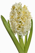 Hyacinth, Hyacinthus, Single open cream flower head with leaves shown against a pure white background.
