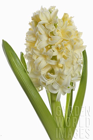 Hyacinth_Hyacinthus_Single_open_cream_flower_head_with_leaves_shown_against_a_pure_white_background