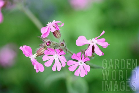 Campion_Red_Campion_Silene_dioica_Open_flower_heads_against_a_light_green_background