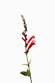 Sage, Pineapple sage, Salvia Elegans, Single stem with open and opening flowers shown againast a pure white background.