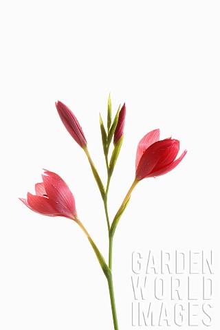 Kaffir_Lily_Schizostylis_coccinea_Opening_deep_pink_flower_heads_on_a_single_stem_with_filaments_and