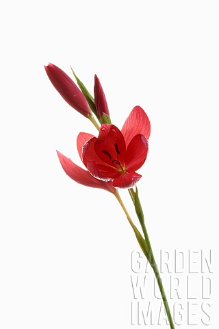 Kaffir_Lily_Schizostylis_coccinea_Open_deep_pink_flower_heads_on_a_single_stem_with_filaments_and_st