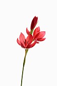 Kaffir Lily, Schizostylis coccinea, Open deep pink flower heads on a single stem with filaments and stamen shot against a pure white background.