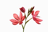 Kaffir Lily, Schizostylis coccinea, Open deep pink flower heads on a single stem with filaments and stamen shot against a pure white background.
