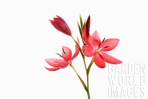 Kaffir_Lily_Schizostylis_coccinea_Open_deep_pink_flower_heads_on_a_single_stem_with_filaments_and_st