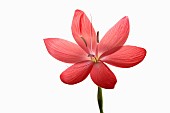 Kaffir Lily, Schizostylis coccinea, Single open deep pink flower head with filaments and stamen shot against a pure white background.