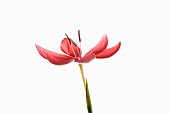 Kaffir Lily, Schizostylis coccinea, Single fully open deep pink flower head on a stem with filaments and stamen shot against a pure white background.