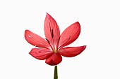 Kaffir Lily, Schizostylis coccinea, Single open deep pink flower head on a single stem with filaments and stamen shot against a pure white background.